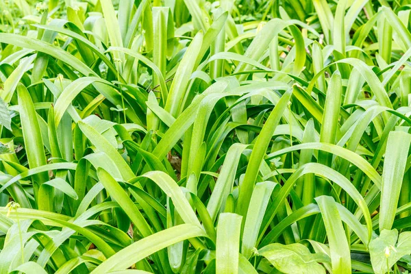 Texture Green Grass Park — Stock Photo, Image