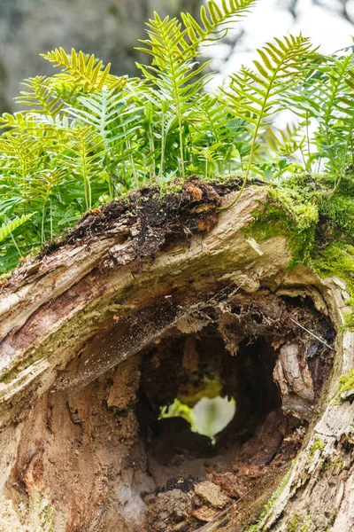 古い建物の水たまりの中の反射 — ストック写真