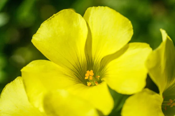 Kwiaty Wielkogwiatowej Wieczora Primrose — Zdjęcie stockowe