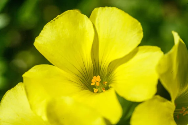 Bloemen Van Grote Bloemrijke Teunisbloem — Stockfoto