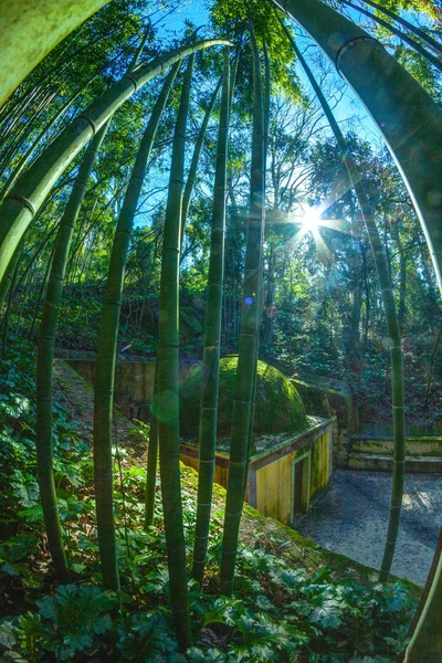Día Soleado Bosque Bambú — Foto de Stock