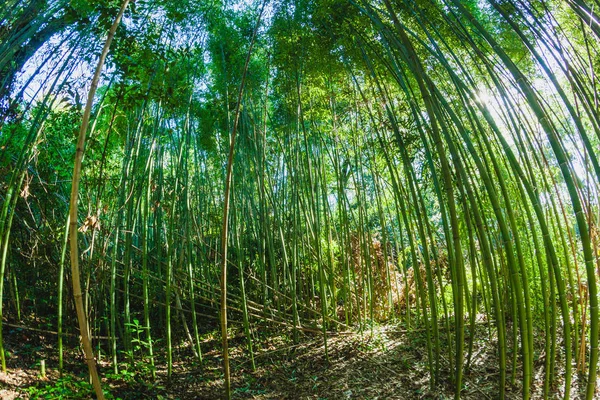 Солнечный День Бамбуковом Лесу — стоковое фото