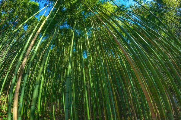 Una Giornata Sole Una Foresta Bambù — Foto Stock