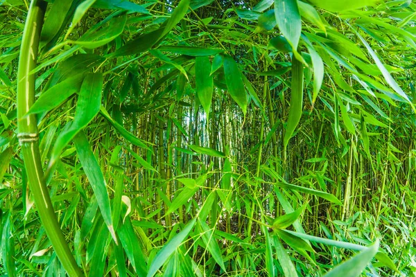 bir bambu ormanda güneşli bir günde