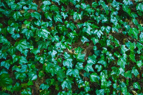 Земля Лесу Покрытая Зелеными Листьями — стоковое фото