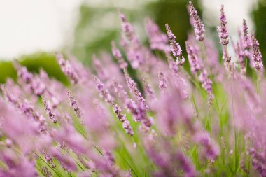  akşam lavanda alanı