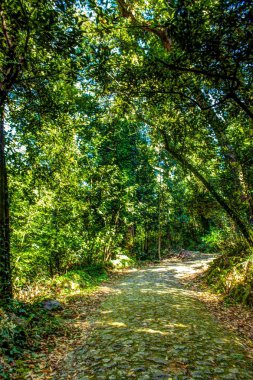 taşlarla döşenmiş eski orman yolu