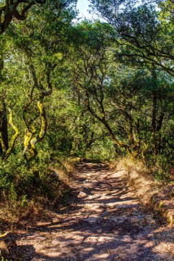 Portekiz'de geniş-terk phyllire ağaçları ile eski yol