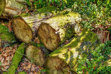 bir kkurtlık içinde eski orman