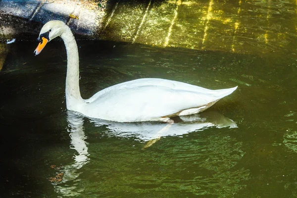 Egy Fehér Hattyú Úszás Egy Kis Erdei Tavon — Stock Fotó