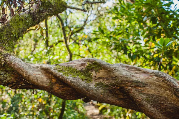 Portekiz'de geniş-terk filital ağaçları ile eski bir yol üzerinde bir brunch