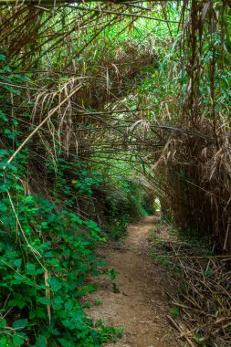 Sessiz bir kıyı yolu yemyeşil bitki örtüsü ve uzun kamışların arasından Atlantik Okyanusu 'ndaki açık mavi gökyüzünün altına doğru uzanır.