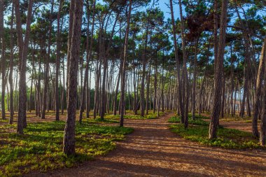 Praia da Mexicilhoeira 'nın sakin bir çam ormanı. Uzun ağaçlar, yumuşak, iğne kaplı bir yolda gölgeler bırakıyor. Yeşil çalılarla çevrili ve ılık güneş ışığıyla yıkanmış.
