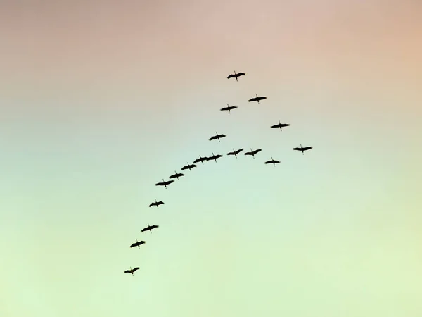 渡り鳥写真素材 ロイヤリティフリー渡り鳥画像 Depositphotos 渡り鳥写真素材 ロイヤリティフリー渡り鳥画像 Depositphotos