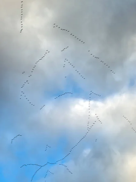 Several formations of migratory birds on a cloudy sky.