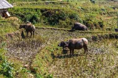 Pirinç alan Sapa Köyü, Vietnam üzerinde otlatma Buffalo