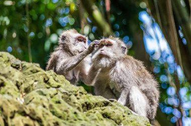 İki vahşi maymun kutsal maymun parkında, Ubud, Bali, Endonezya