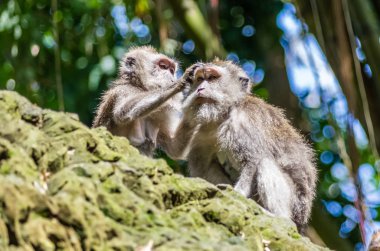 İki vahşi maymun kutsal maymun parkında, Ubud, Bali, Endonezya