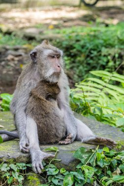 Vahşi dişi maymun ormanda çocukla oturuyor.