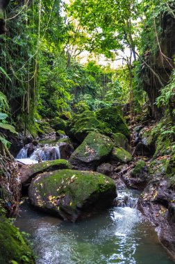 Ubud Sacred Monkey ormanda bir dağ nehri üzerinde görünümü