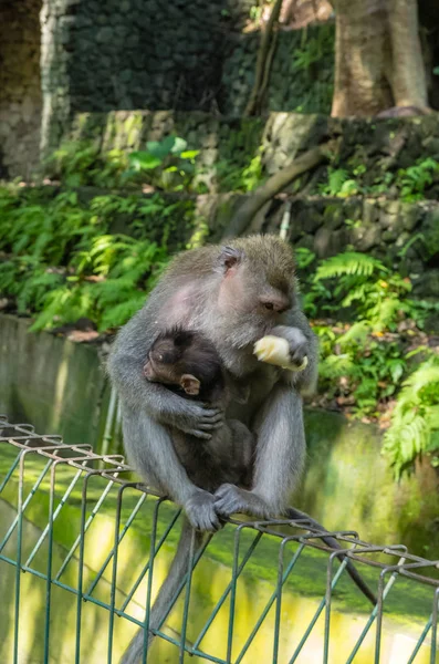 Dzikie małpa zjada Banana na ogrodzeniu w Sacred Monkey Forest — Zdjęcie stockowe