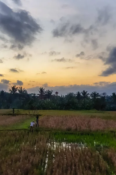 Vue imprenable sur le lever du soleil à Ubud, Bali, Indonésie — Photo