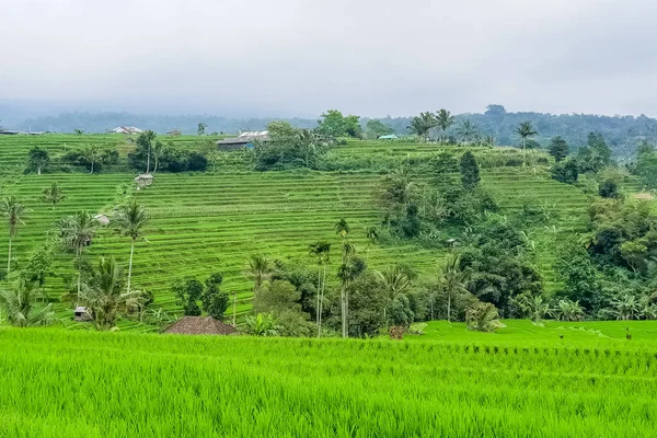 Panorama Vista Sobre Terraços Arroz Jatiluwih Bali Indonésia — Fotografia de Stock