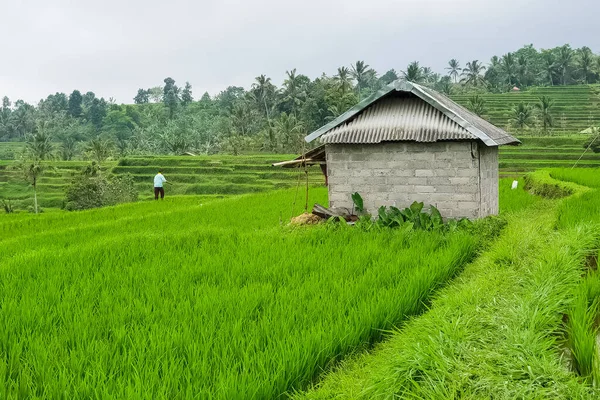 Вид Коровник Рисовых Террасах Джатилуви Бали Индонезия — стоковое фото