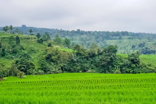 Pirinç Tarlalarında Panorama Manzarası Jatiluwih Bali Endonezya — Stok fotoğraf