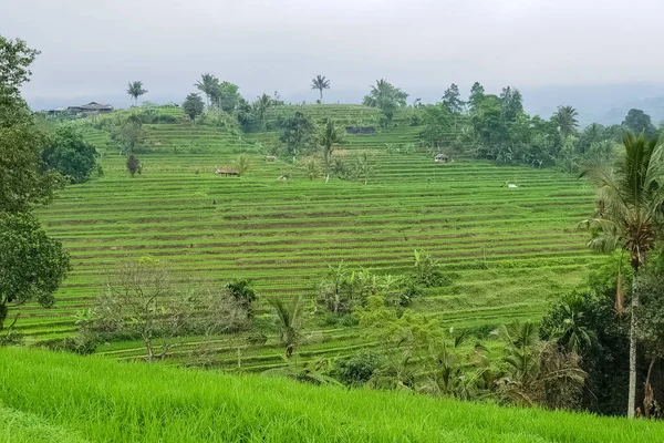 Panoráma Kilátás Rizs Teraszok Jatiluwih Bali Indonézia — Stock Fotó