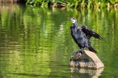 Hint karabatağı (phalacrocorax fuscicollis), Çin 'in Hainan kentindeki Yanoda Yağmur Ormanları Kültürel Turizm Bölgesi' ndeki bir gölette bulunan bir taşın üzerinde duruyor.
