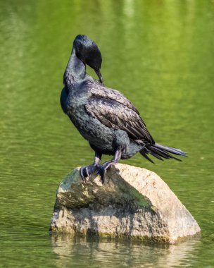 Hint karabatağı (phalacrocorax fuscicollis), Çin 'in Hainan kentindeki Yanoda Yağmur Ormanları Kültürel Turizm Bölgesi' ndeki bir gölette bulunan bir taşın üzerinde duruyor.