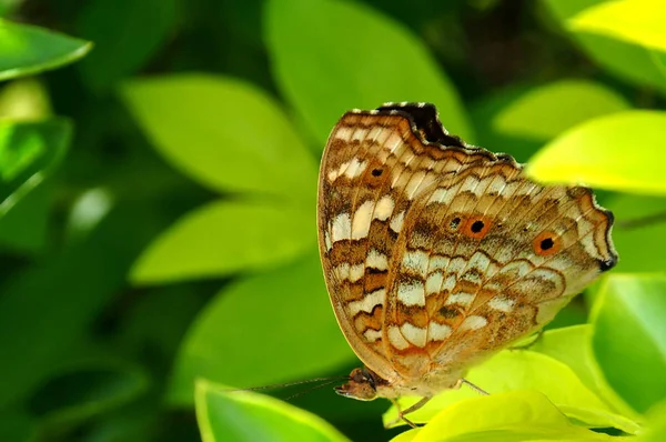 Macro Primer Plano Una Hermosa Mariposa Tropical Una Hoja Contra —  Fotos de Stock