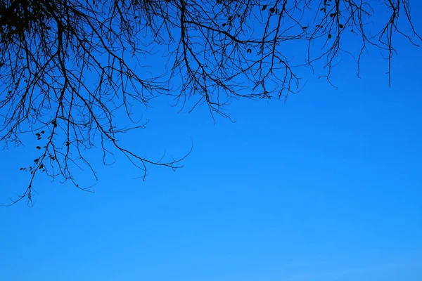 Een Uitzicht Vanaf Grond Zoek Blauwe Hemel Met Boom Takken — Stockfoto