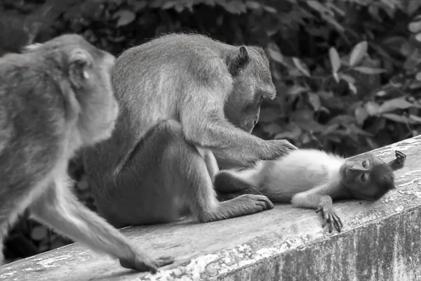 กเล Babymonkey กกร งโดยแม สไตล ภาพขาวด — ภาพถ่ายสต็อก