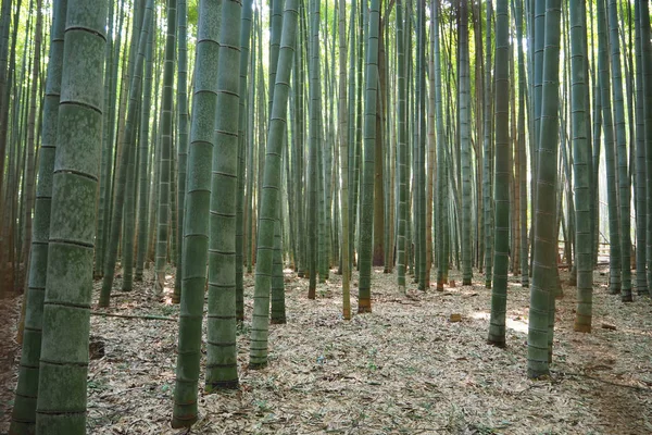 Bambusz Grove Bambusz Erdő Arashiyama Kyoto Japán — Stock Fotó