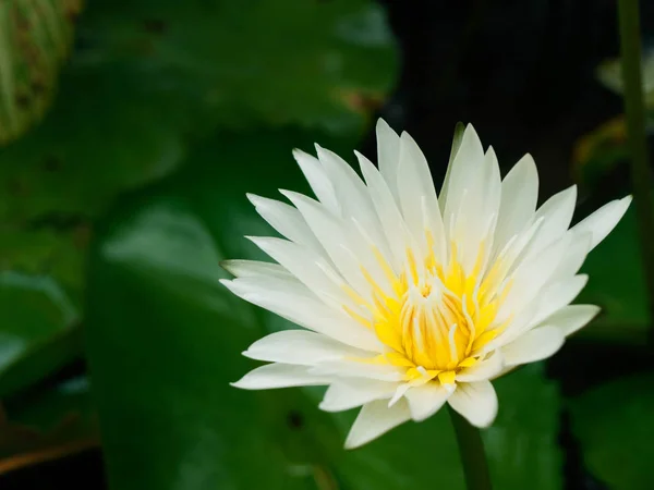 池の美しい白い蓮の花 — ストック写真