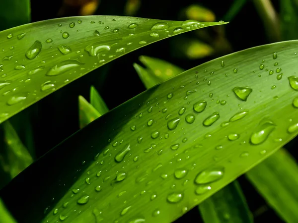Drops Woda Zbliżenie Długie Zielone Liście Deszczu — Zdjęcie stockowe