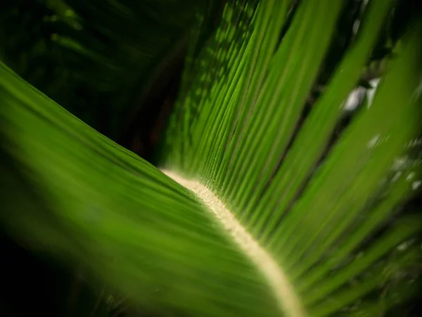 Closeup Natural Coconut Leaves Garden — Stock Photo, Image