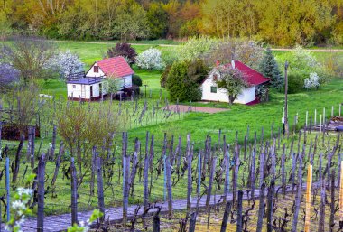 Alanları özel üzüm bağları, farmhause, Macar kırlarda bahar Peyzaj Bahçe kiraz çiçek açması ile ağaçlarda. Heviz, Macaristan