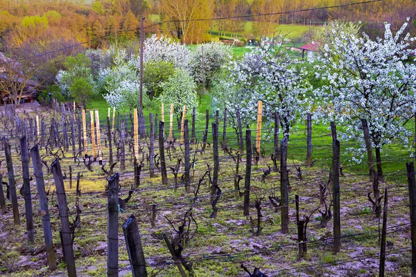 Campos Viñedos Privados Farmhause Jardín Con Cerezos Flor Paisaje Primavera — Foto de Stock