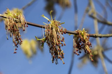 Ash - leaved akça ağaç Acer negundo, bahar çiçek yakın çekim bulanık dalları ve gökyüzü arka plan karşı çekim 
