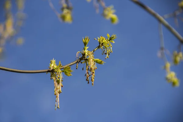 Schot Tegen Wazig Takken Hemelachtergrond Voorjaar Bloei Van Ash Leaved — Stockfoto