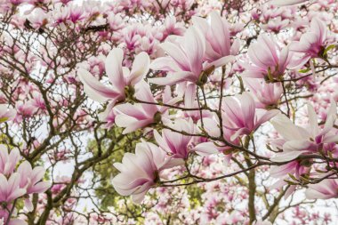 Pink or white flowers of blossoming magnolia tree (Magnolia denudata) in the springtime clipart