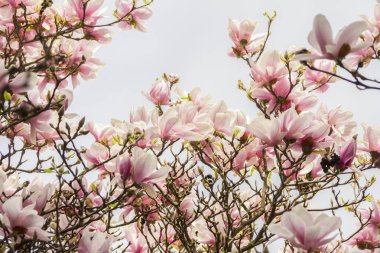 Pembe ya da beyaz çiçekler bahar çiçek açması manolya ağacı (Magnolia denudata)