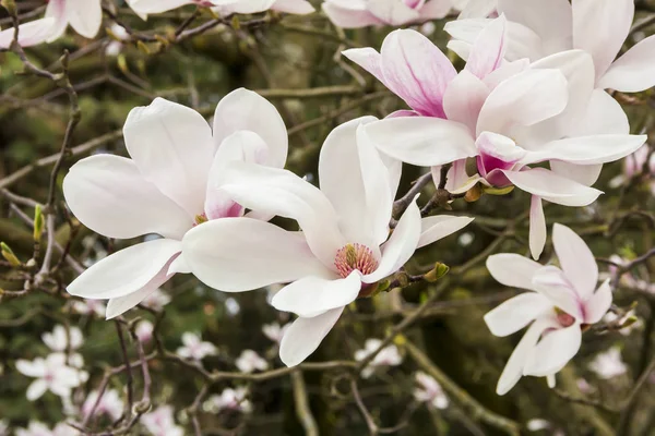 Pembe ya da beyaz çiçekler bahar çiçek açması manolya ağacı (Magnolia denudata)