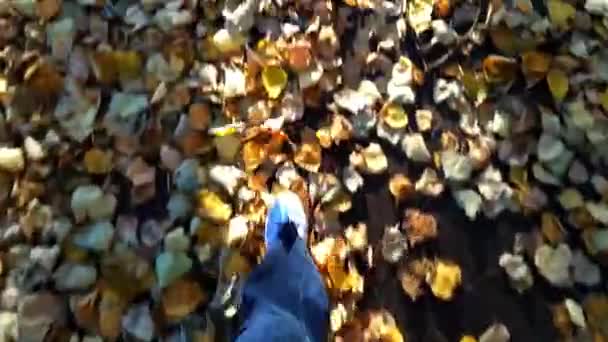 Uma Mulher Que Anda Sobre Folhas Outono Amarelas Sapatos Azuis — Vídeo de Stock