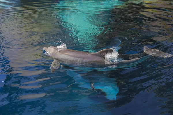 Retrato Golfinhos Sorridentes Felizes Nadando Brincando Água Azul — Fotografia de Stock