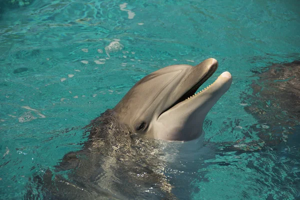 Portret Van Gelukkig Lachend Bottlenose Dolfijnen Zwemmen Spelen Blauw Water — Stockfoto