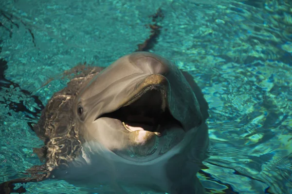 Boldog Mosolygó Palackorrú Delfinek Úszás Játék Kék Vízben Portréja — Stock Fotó